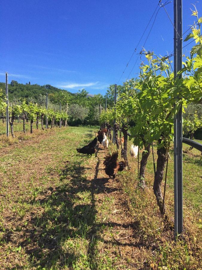 Agriturismo Ca' Cristane Rivoli Veronese Esterno foto